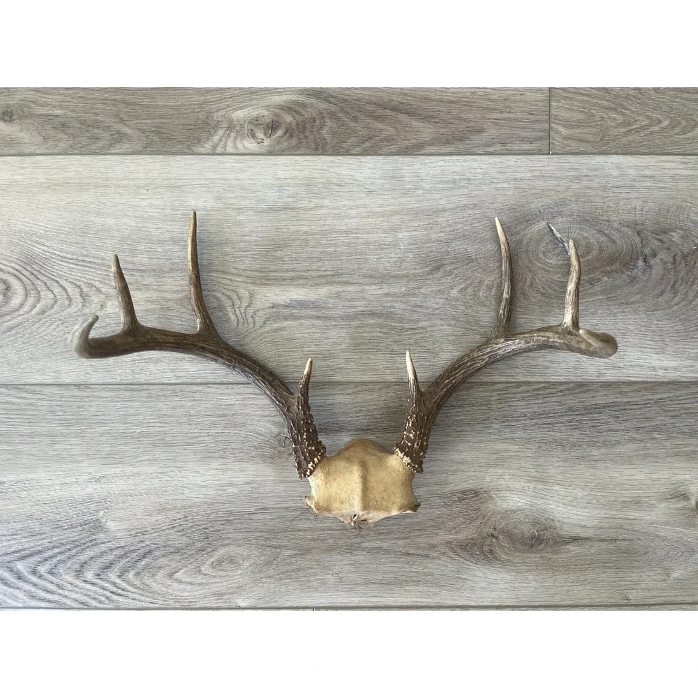 Vintage Deer Antler Scull Cap Mount  8 Point Cabin Decor Taxidermy